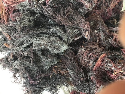 Purple Sea Moss Wholesale | Saint Lucia Bulk