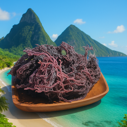 Purple Sea Moss Wholesale | Saint Lucia Bulk