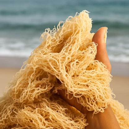 Gold Seamoss - Wholesale